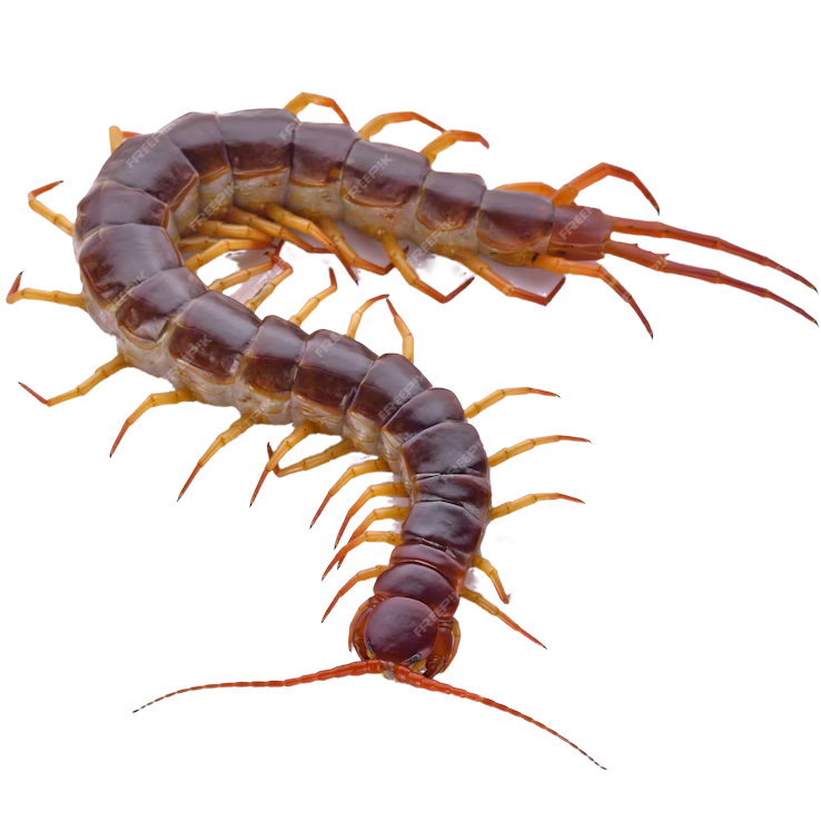 Best substrate for a Solomon Island Centipede Scolopendra metuenda ReptiChip