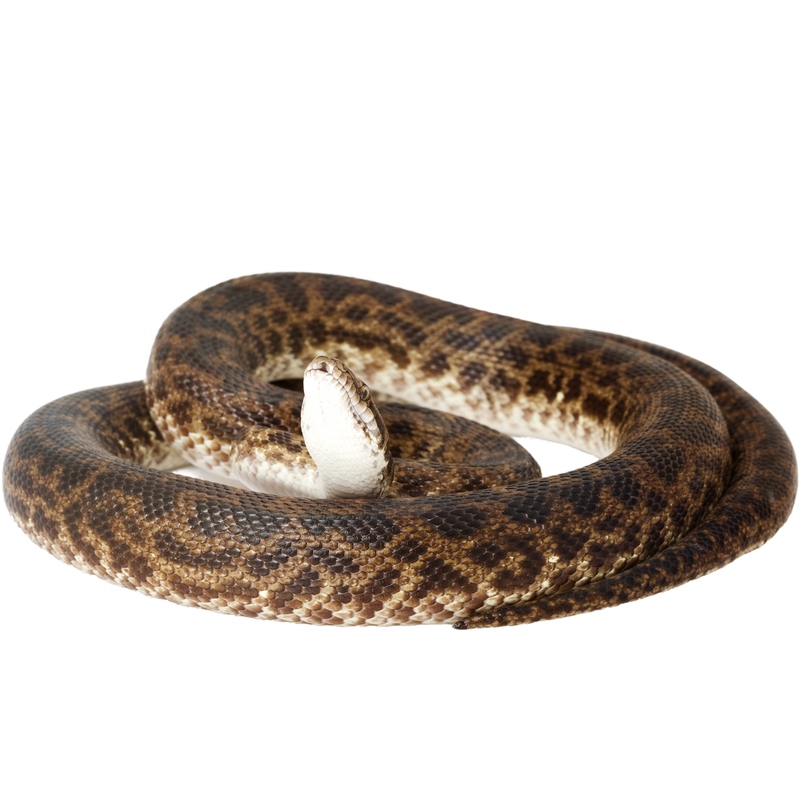 Best substrate for a Spotted Python Antaresia maculosa ReptiChip