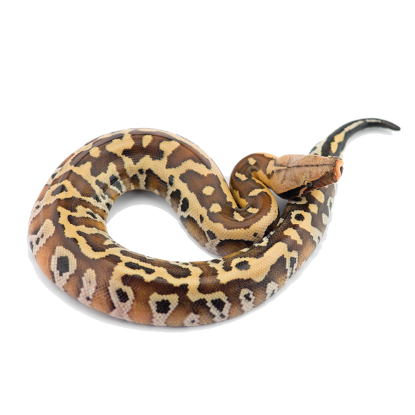 Sumatran Short-tailed Python - ReptiChip LLC