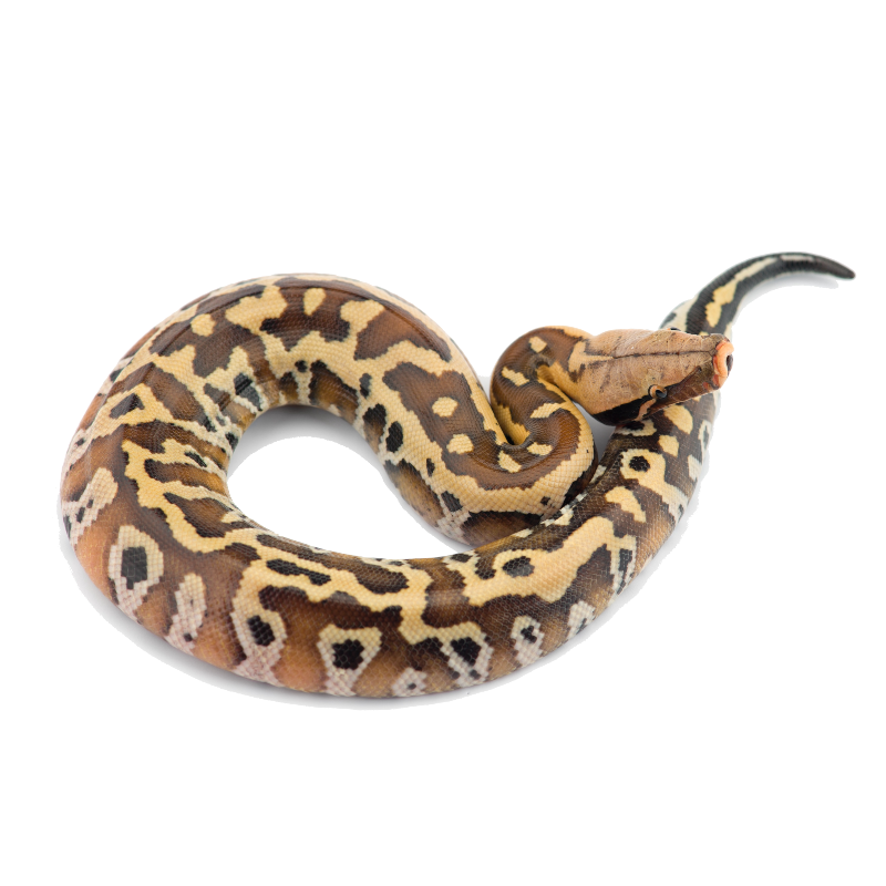 Sumatran Short-tailed Python - ReptiChip LLC