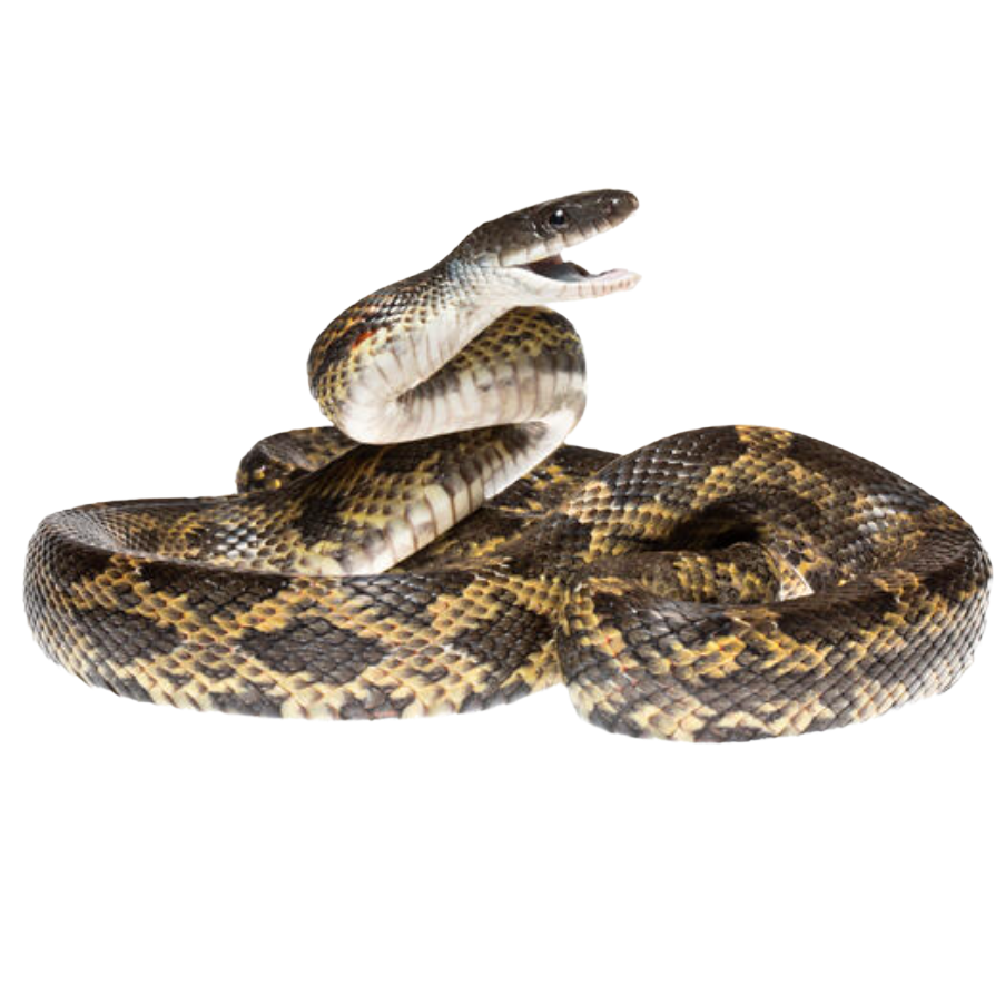 Best substrate for a Texas Rat Snake ReptiChip