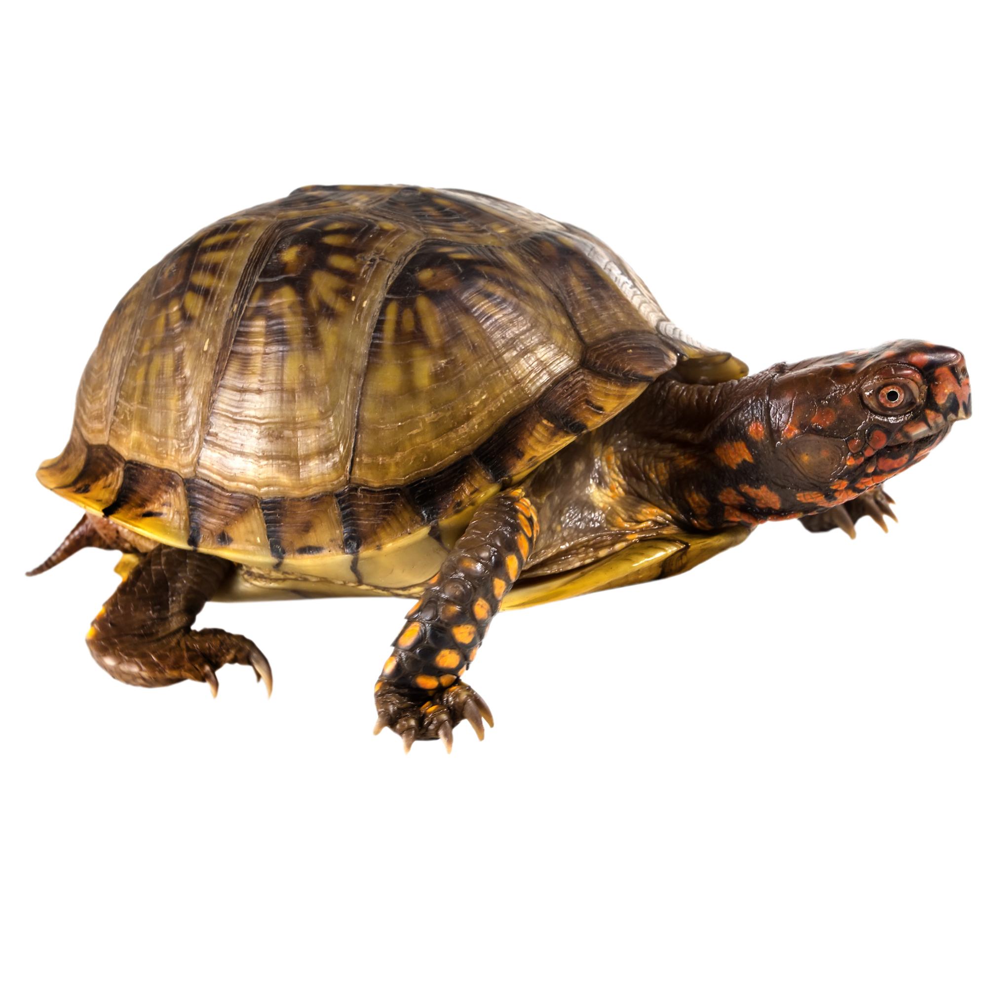 Best substrate for a Three-toed Box Turtle Terrapene carolina triunguis ReptiChip
