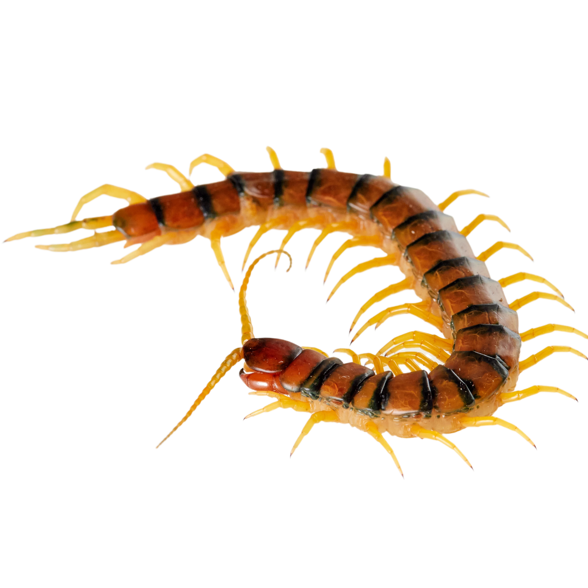 Best substrate for a Tiger Centipede Scolopendra polymorpha ReptiChip