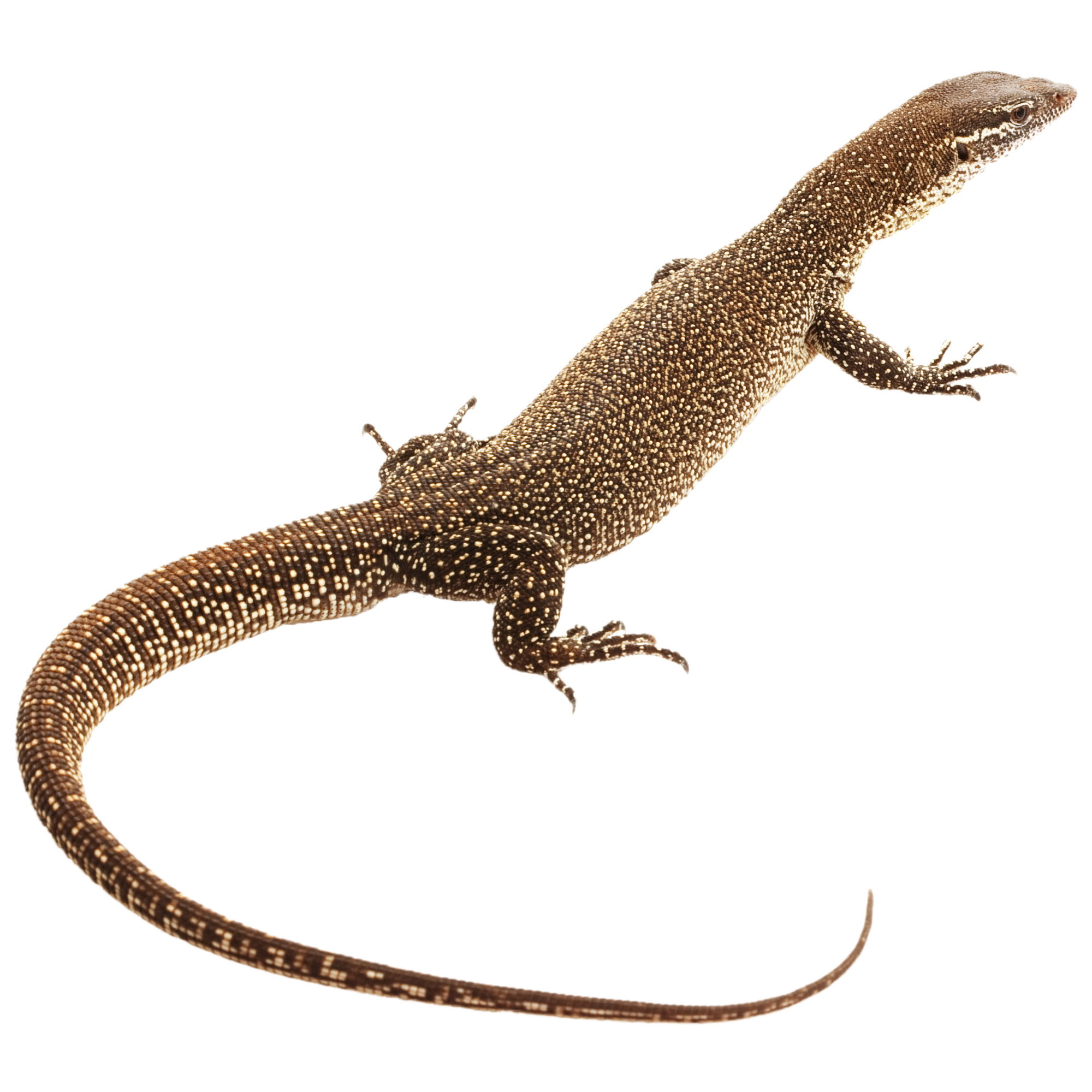 Timor Monitor - ReptiChip LLC