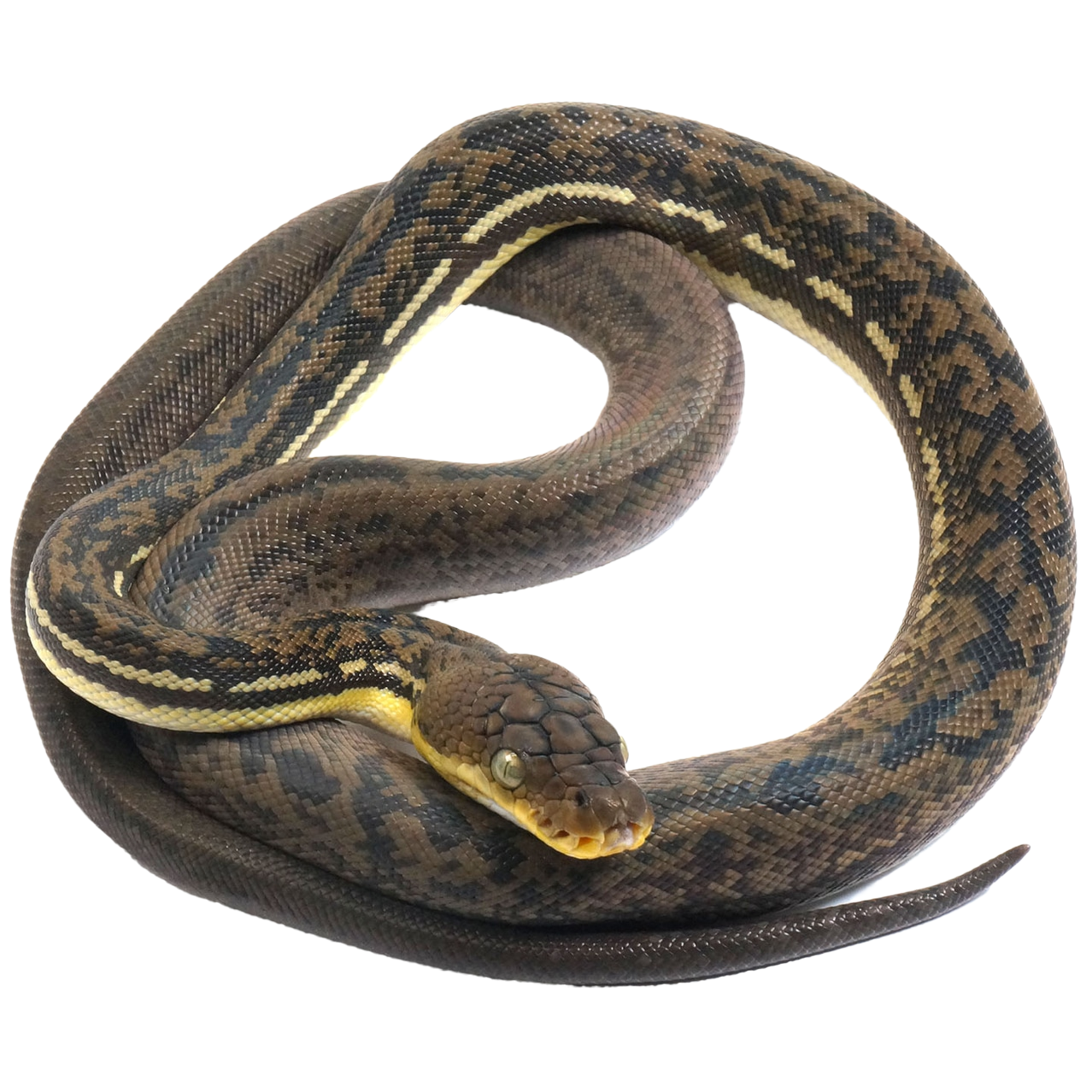 Timor Python - ReptiChip LLC
