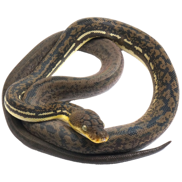 Timor Python - ReptiChip LLC