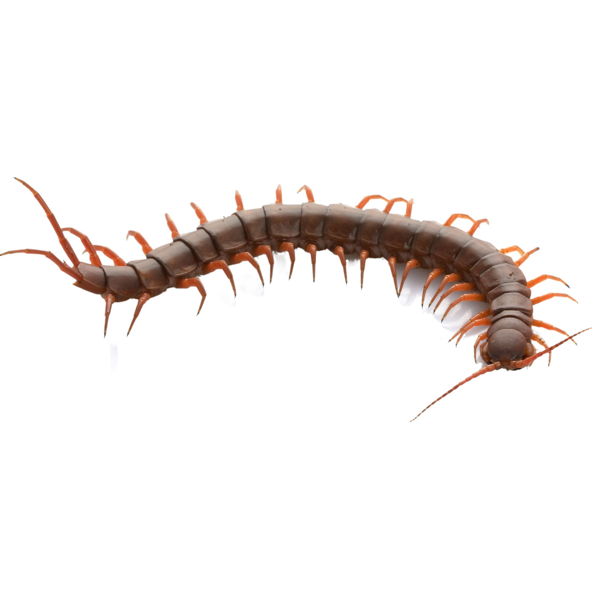 Best substrate for a Vietnamese Centipede Scolopendra subspinipes ReptiChip