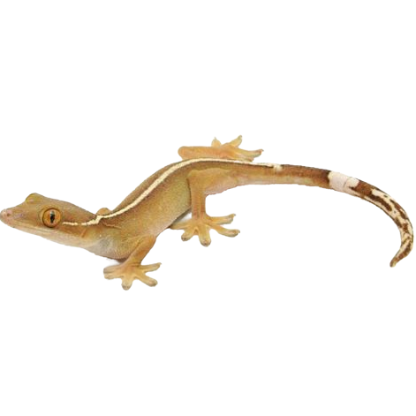 Best substrate for a White-lined Gecko Gekko vittatus ReptiChip