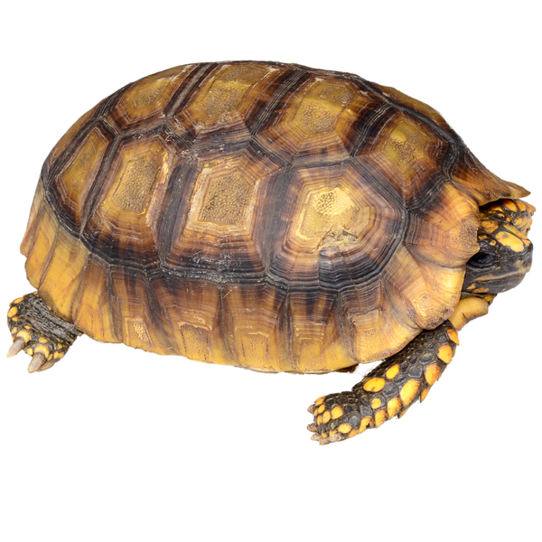 https://reptichip.com/cdn/shop/articles/Best_substrate_for_a_Yellow-Footed_Torotise_Geochelone_denticulata_ReptiChip_600x.png?v=1717787933