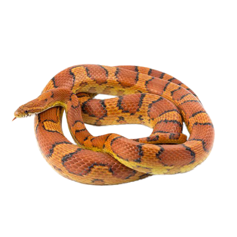 Corn Snake