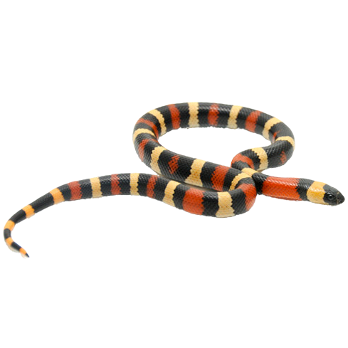 Best substrate for a pueblan milk snake ReptiChip
