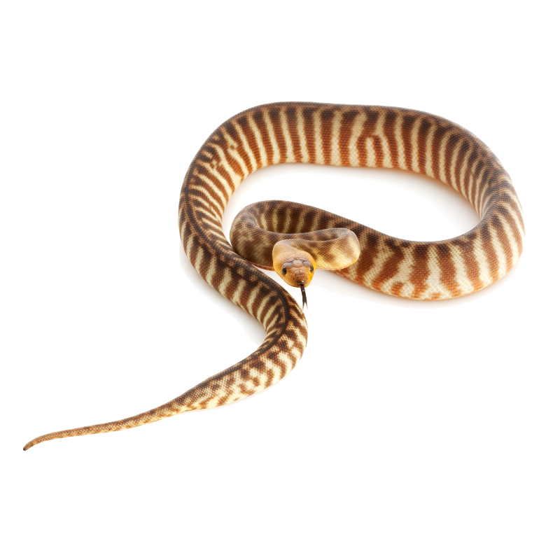 Woma Python Food Woma Python - ReptiChip LLC