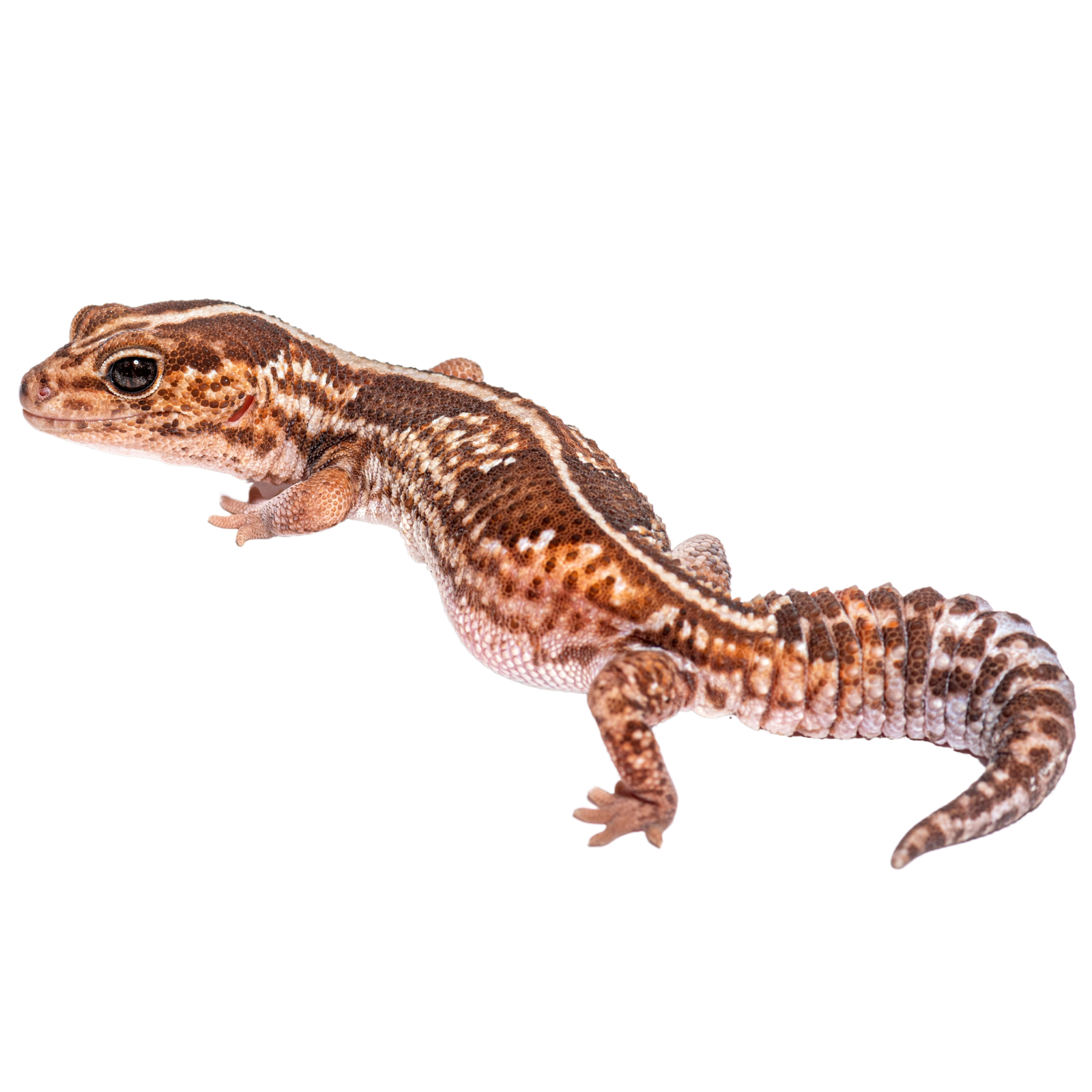 Best substrate for an African Fat-tailed Gecko ReptiChip