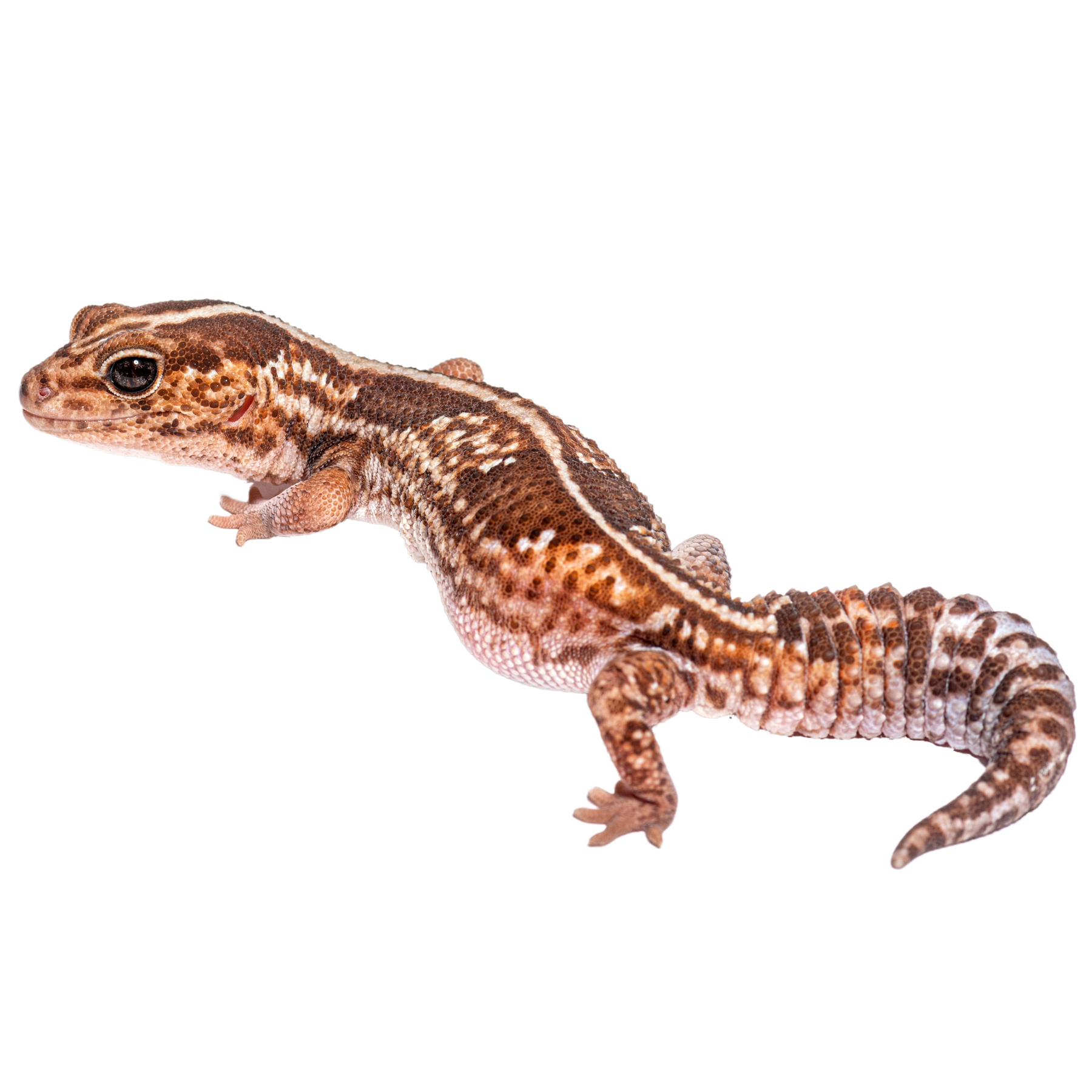 African Fat-Tailed Gecko - ReptiChip LLC