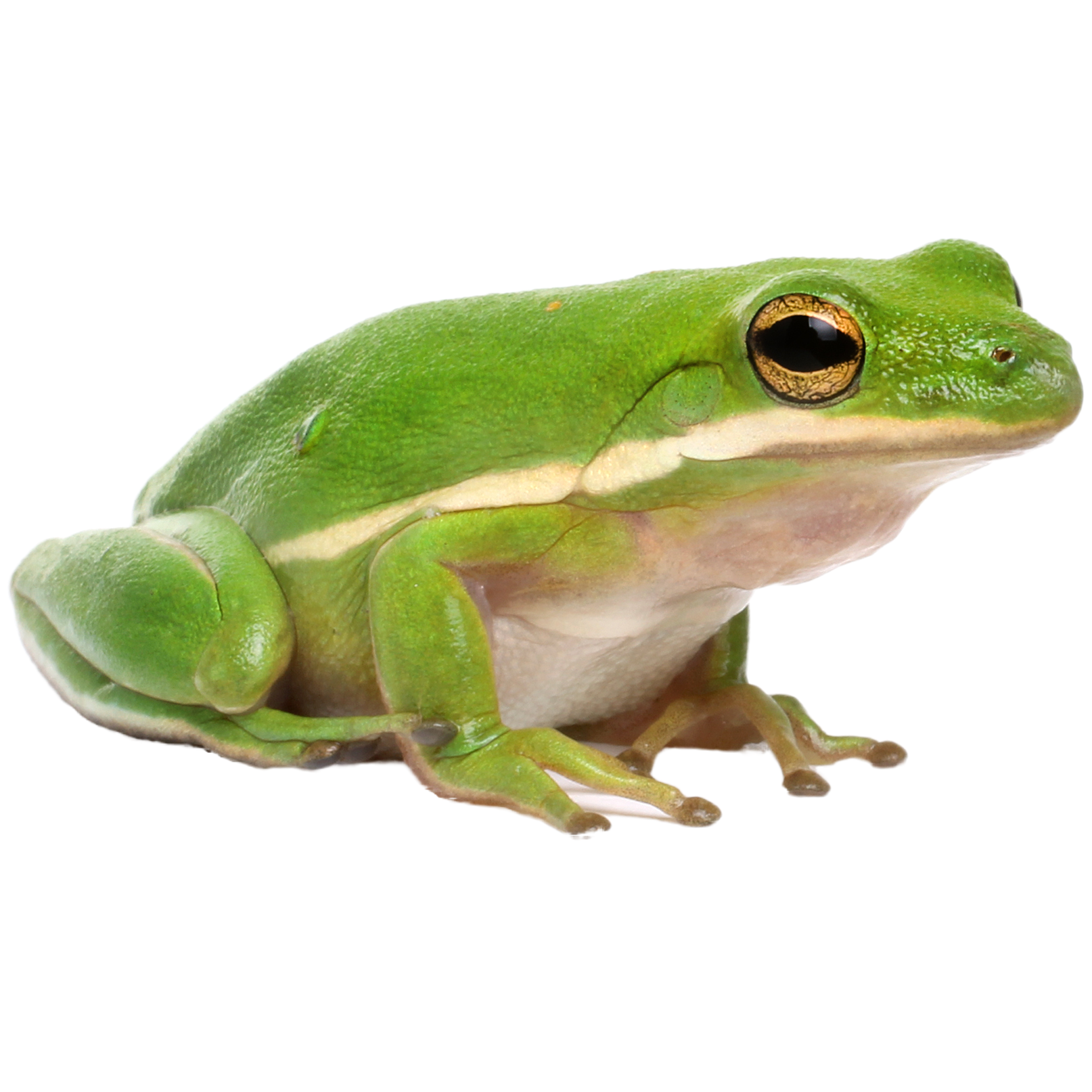 Best substrate for an American Green Tree Frog Hyla cinerea ReptiChip