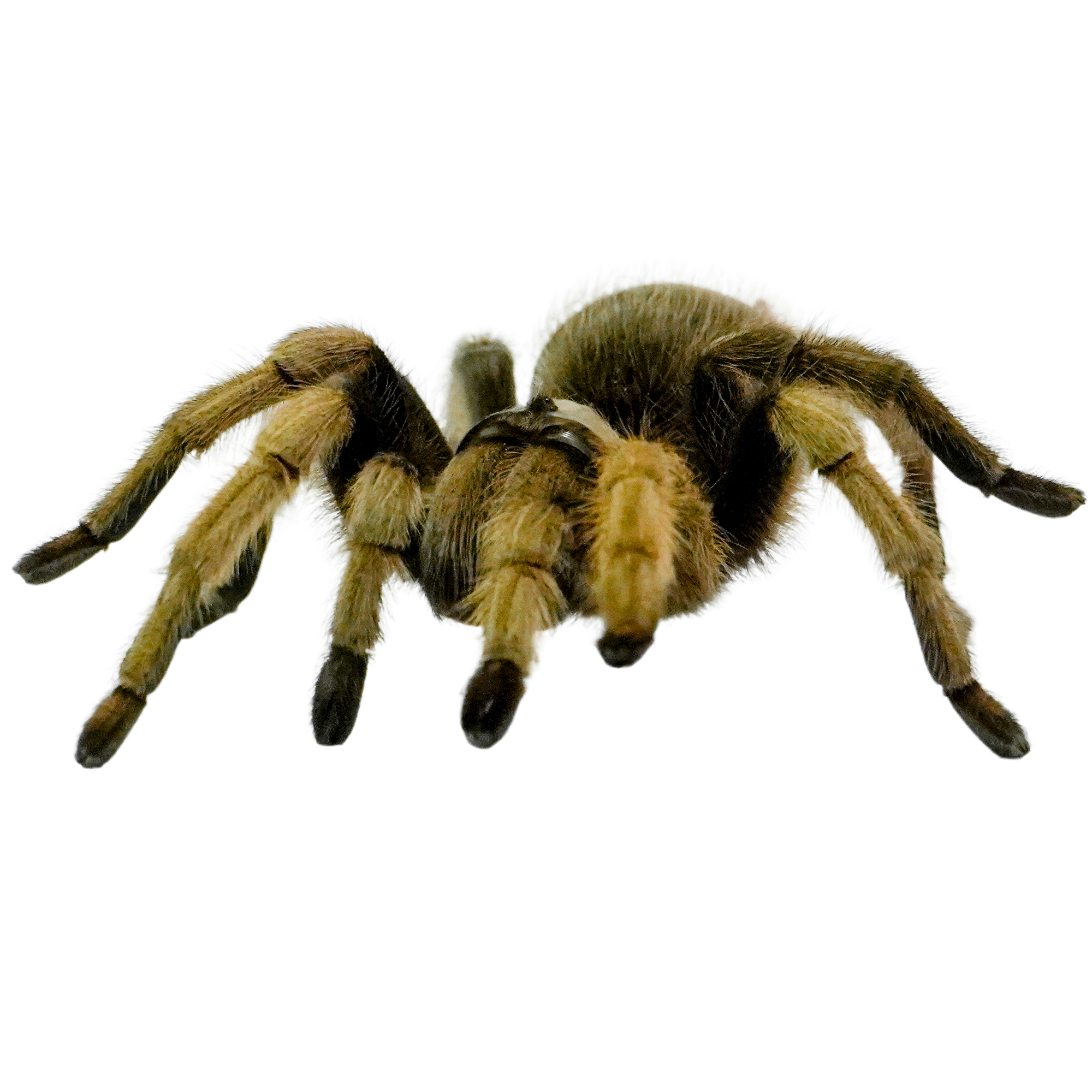 Best substrate for an Arizona Blonde Tarantula Aphonopelma chalcodes ReptiChip