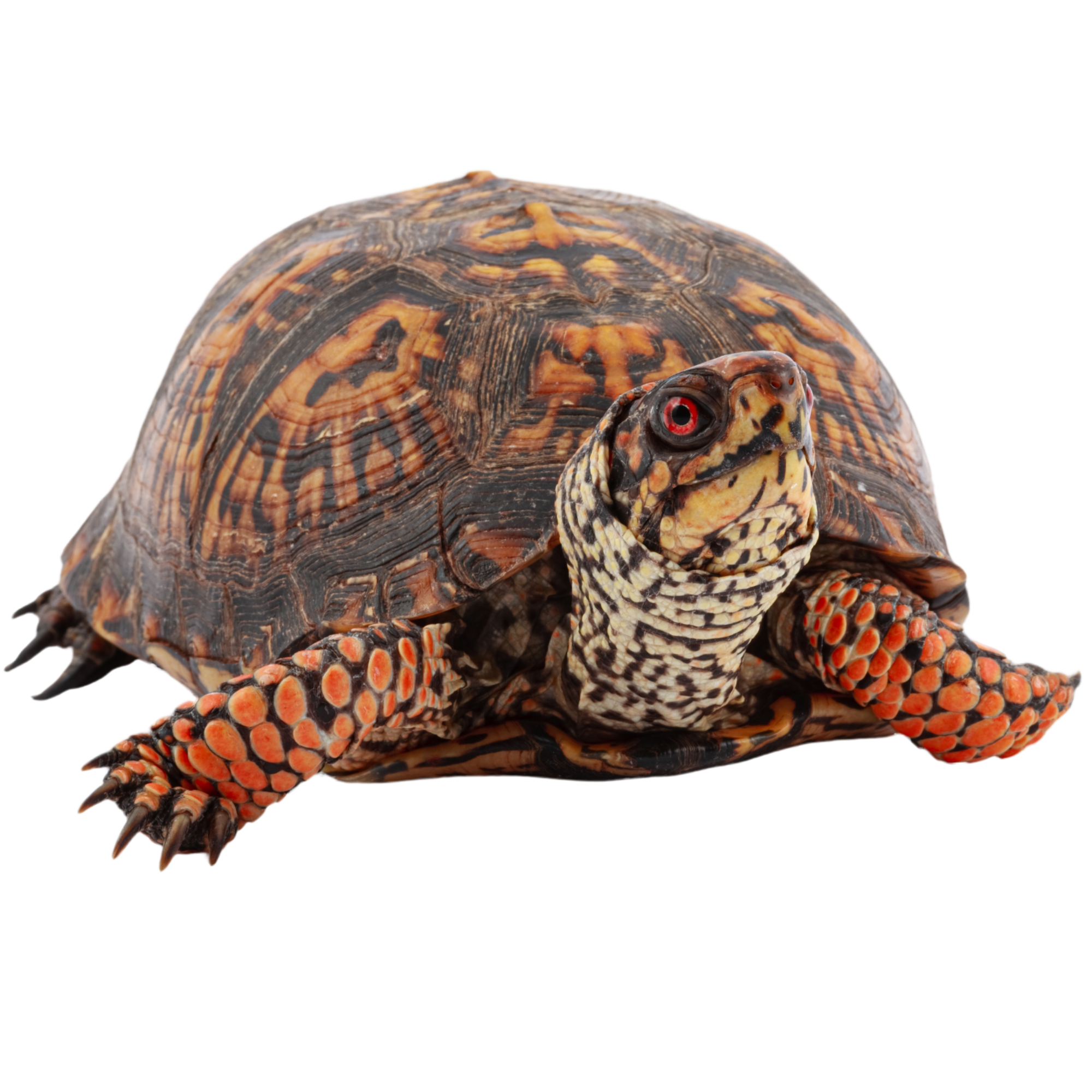 Best substrate for an Eastern Box Turtle ReptiChip