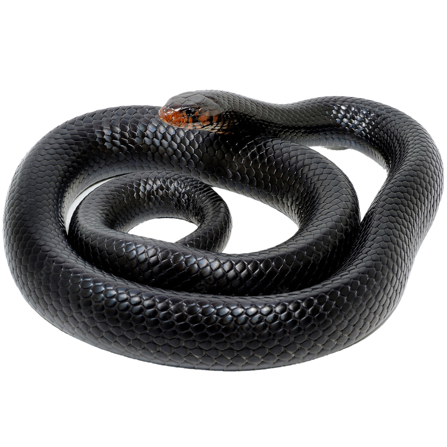 Best substrate for an Eastern Indigo Snake Drymarchon couperi ReptiChip