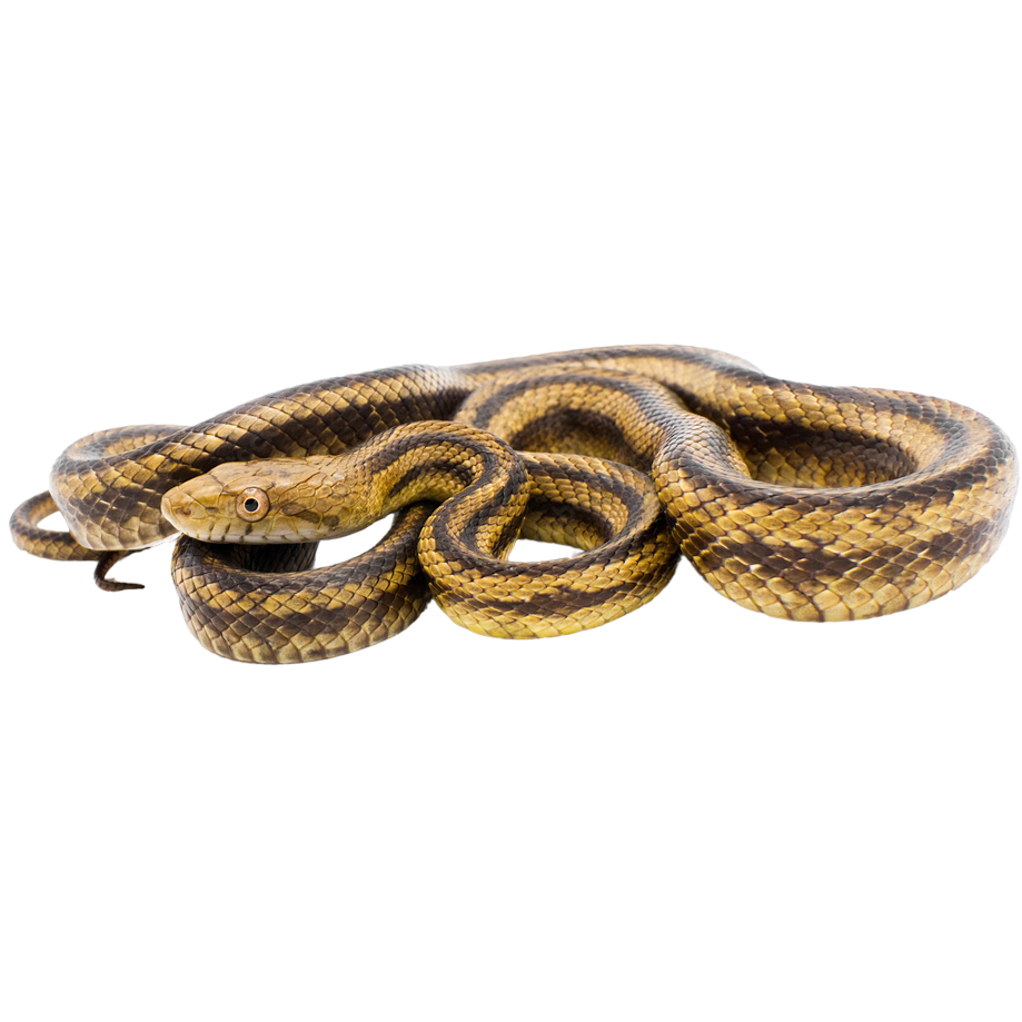 Best substrate for an Eastern Rat Snake Pantherophis alleghaniensis ReptiChip