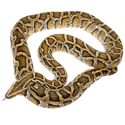 Indian Rock Python - ReptiChip LLC
