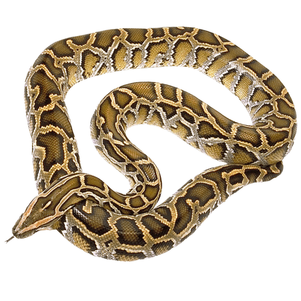 Indian Rock Python - ReptiChip LLC