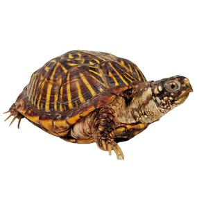 Ornate Box Turtle