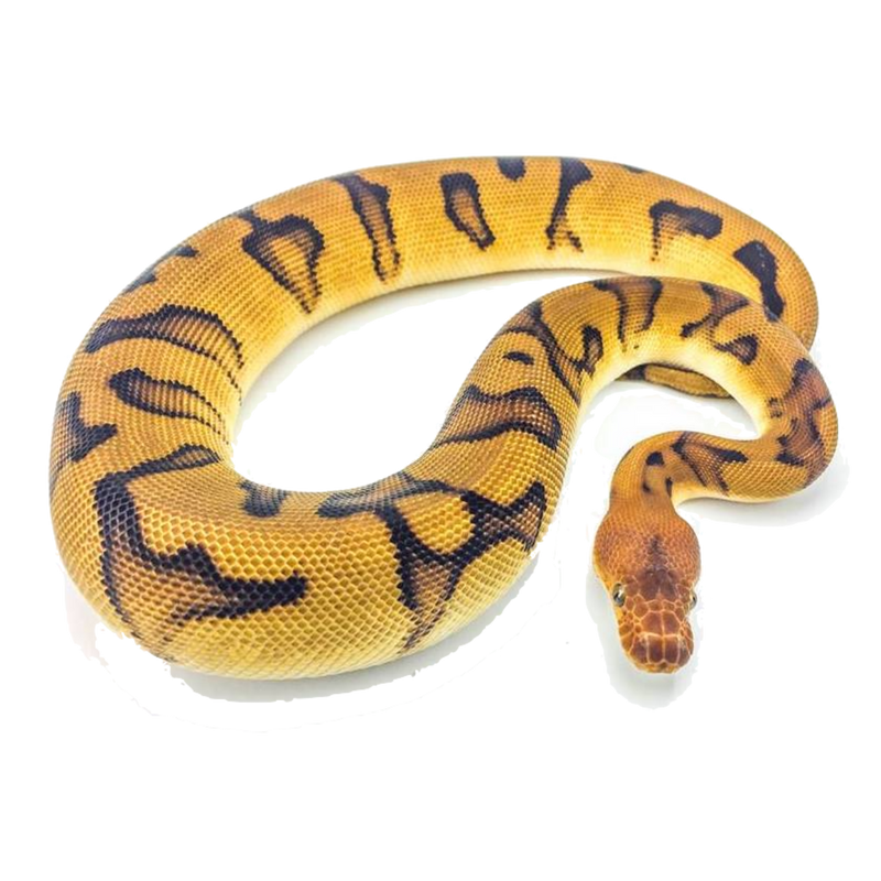 Ball Python