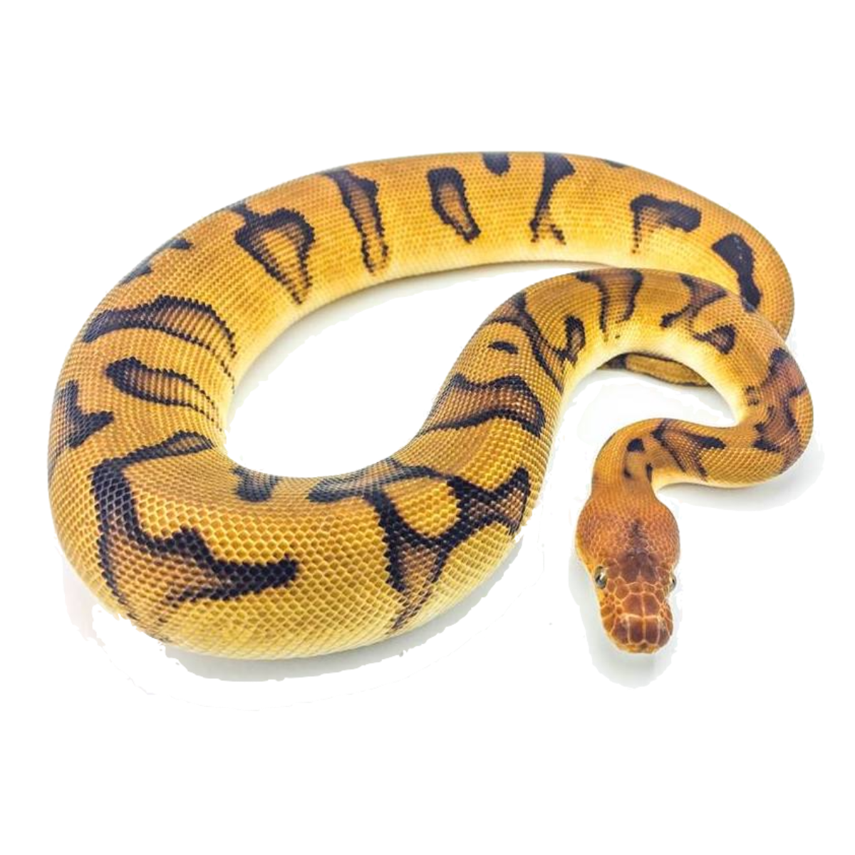 Best ball python substrate and bedding for python regius ReptiChip