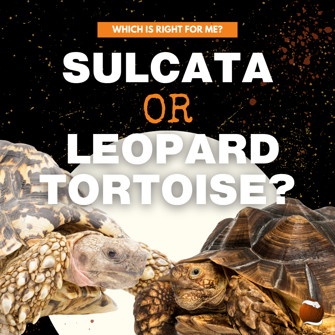 Giant Decisions: Sulcatas vs. Leopard Tortoises – Which is the Right Pet for Your Family?