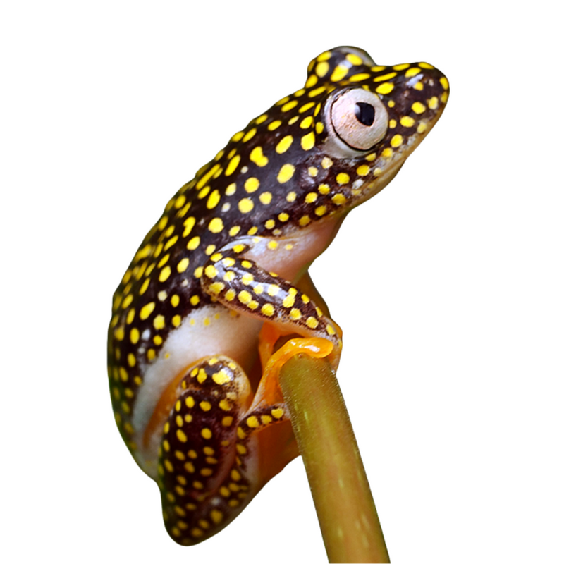 Starry Night Reed Frog - ReptiChip LLC
