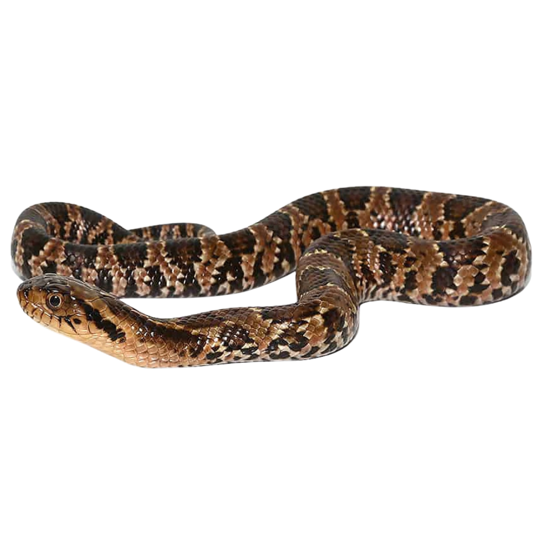 False Water Cobra
