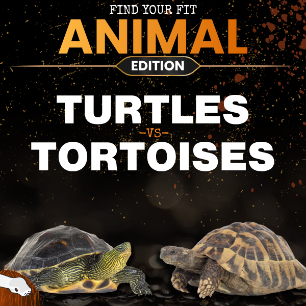 Turtle ...