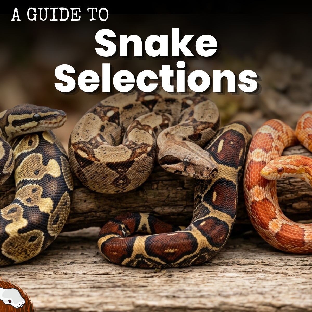 Pythons...