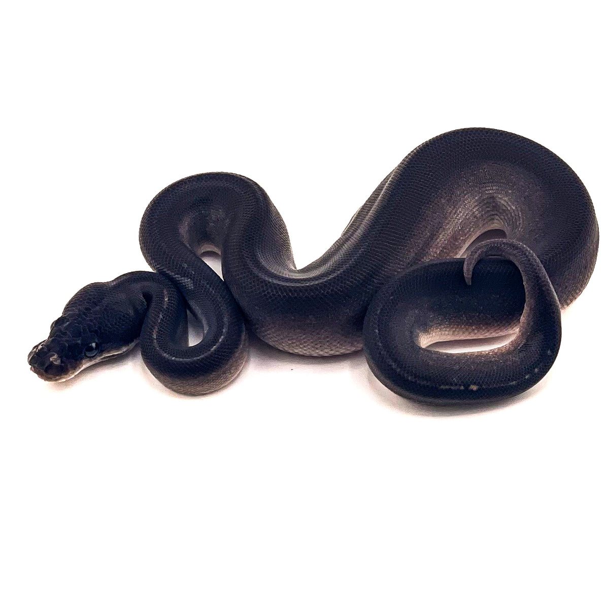 Obsidian (Super Mahogany Blackhead) het Ultramel