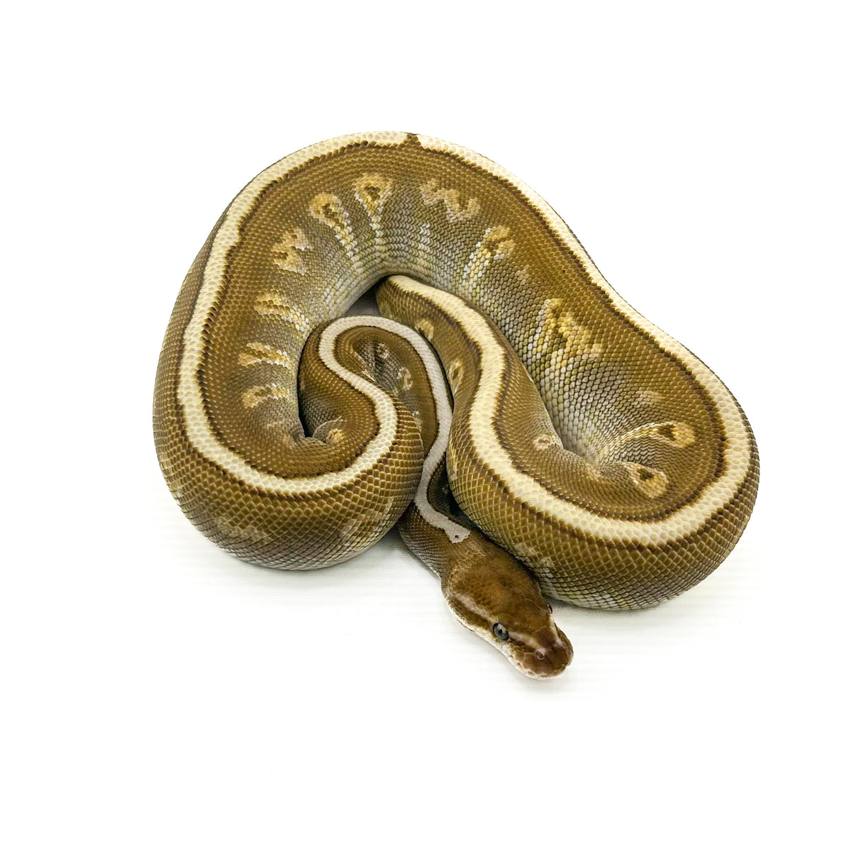 Superstripe GHI Butter het Ultramel