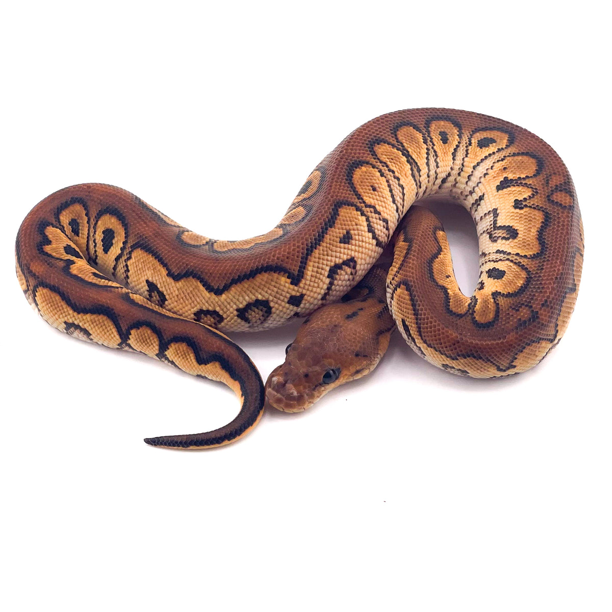 Black Pastel Orange Dream Redstripe Clown ph GStripe