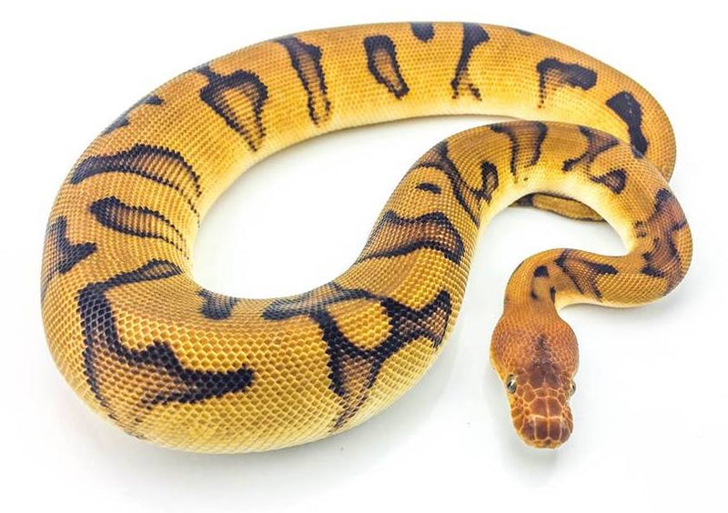 ReptiChip LLC | Premium Reptile Bedding from Perfect Coconut Substrate