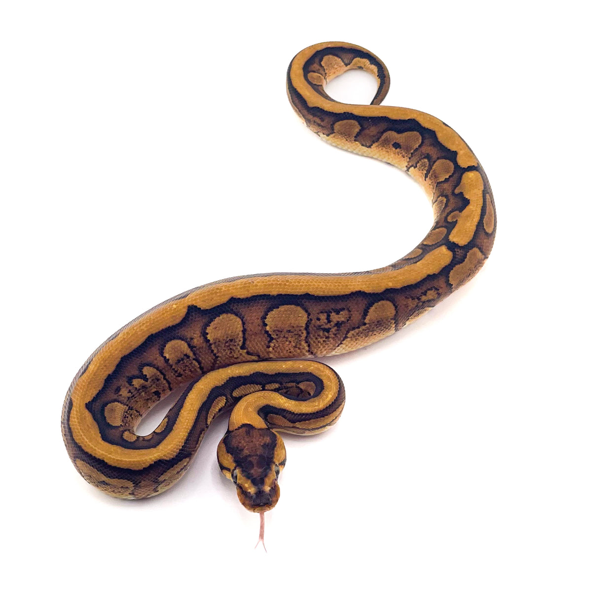 Super Redstripe het Clown ph Genetic Stripe