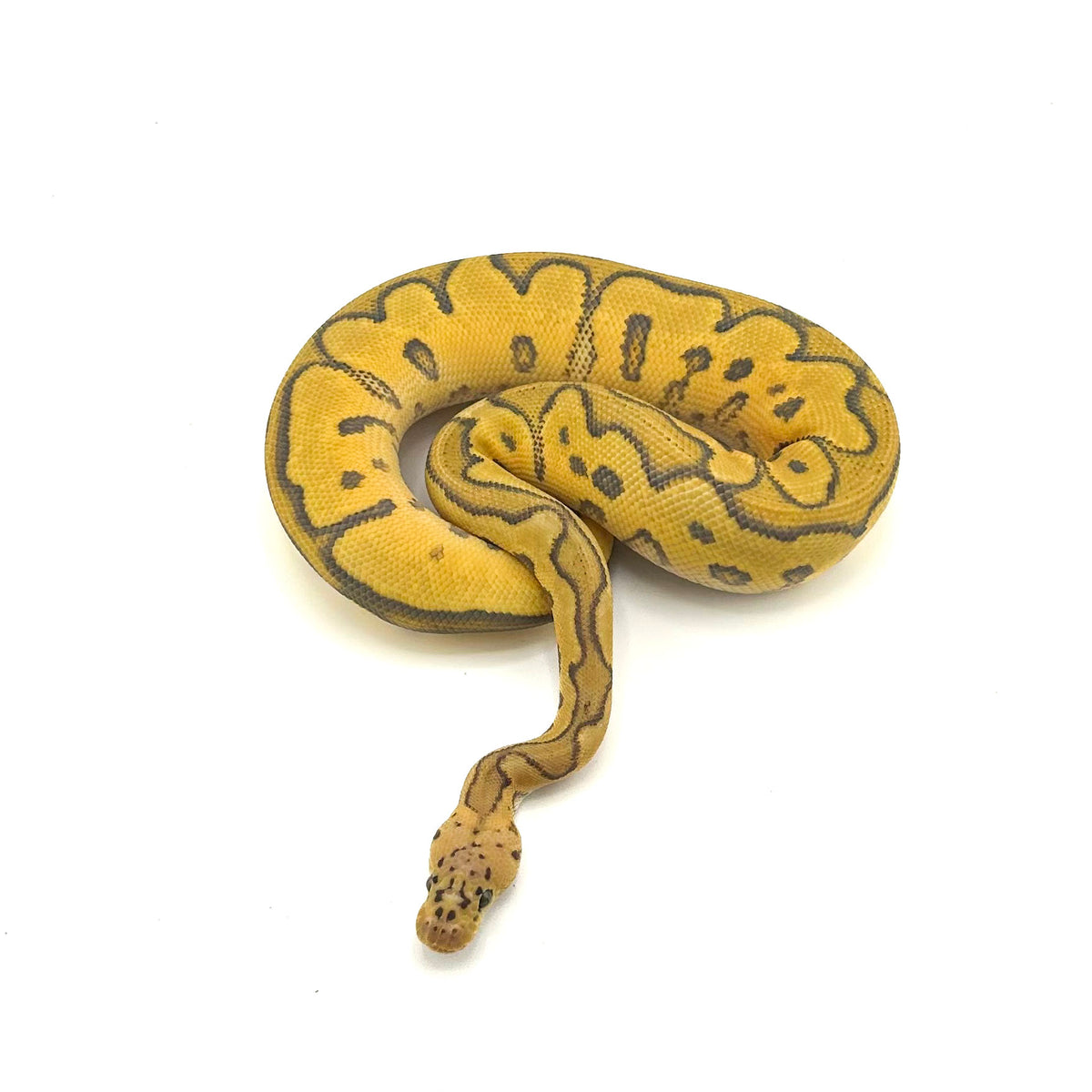 Pastel Hypo Clown DH Ultramel GStripe