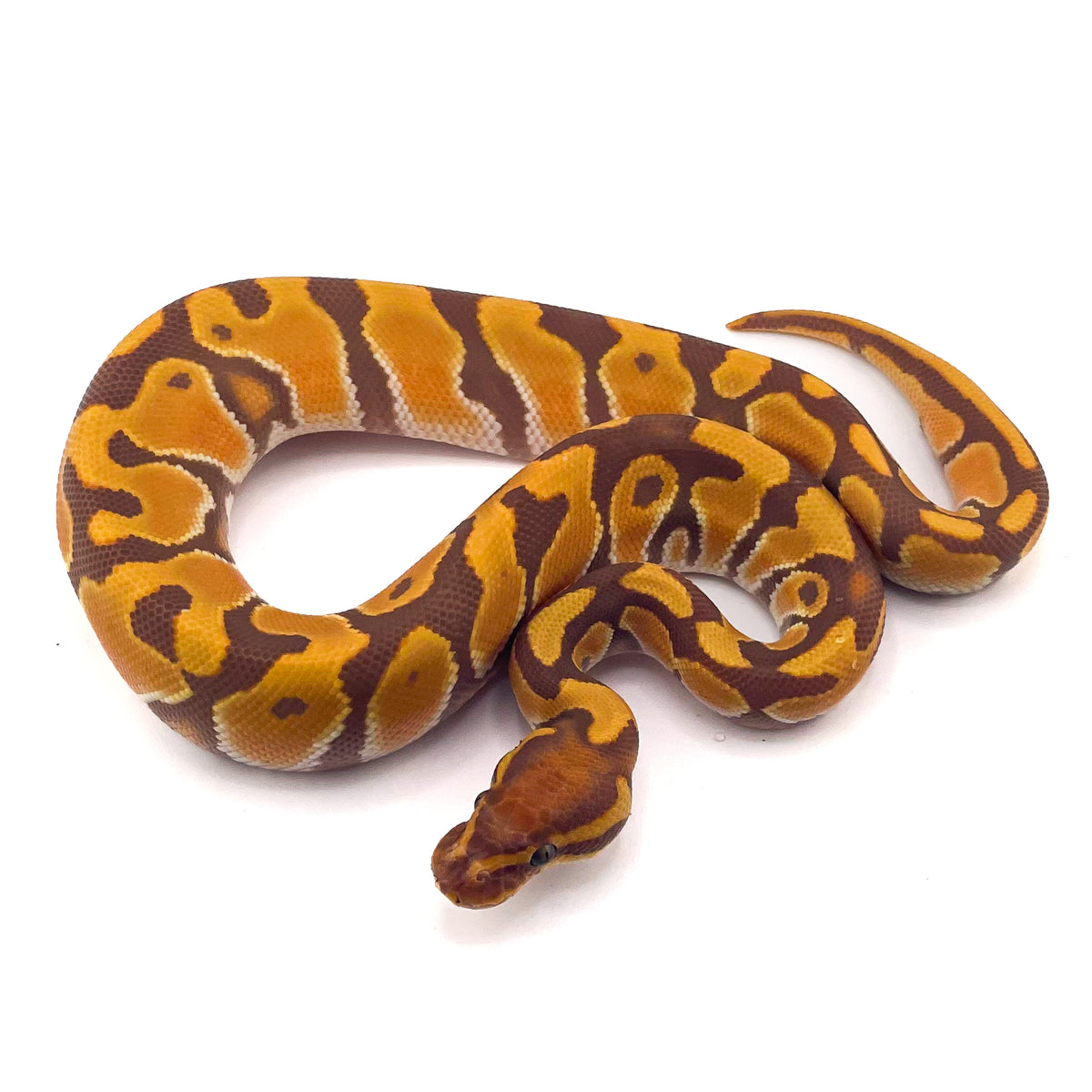 Ultramel Orange Dream Enchi ph Puzzle