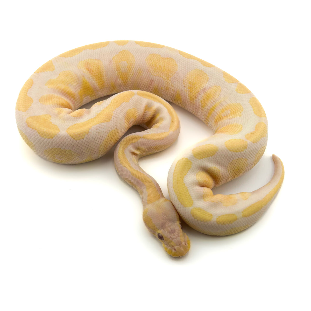 Lavender het Axanthic