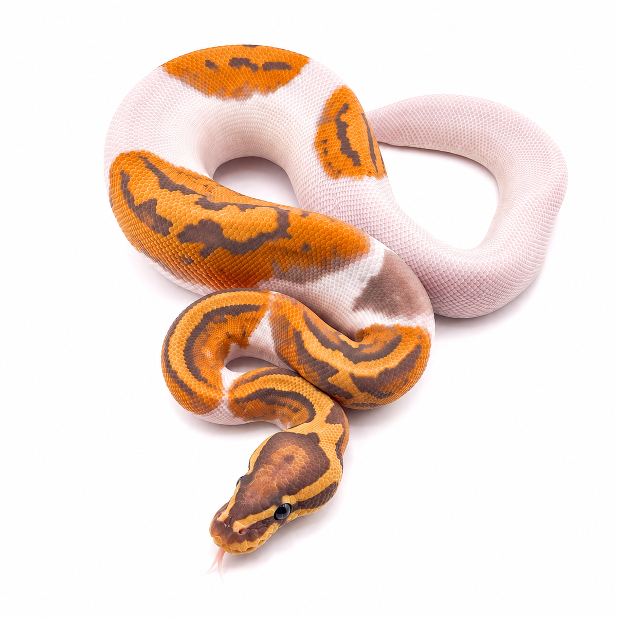 Ultramel Pied Hypo
