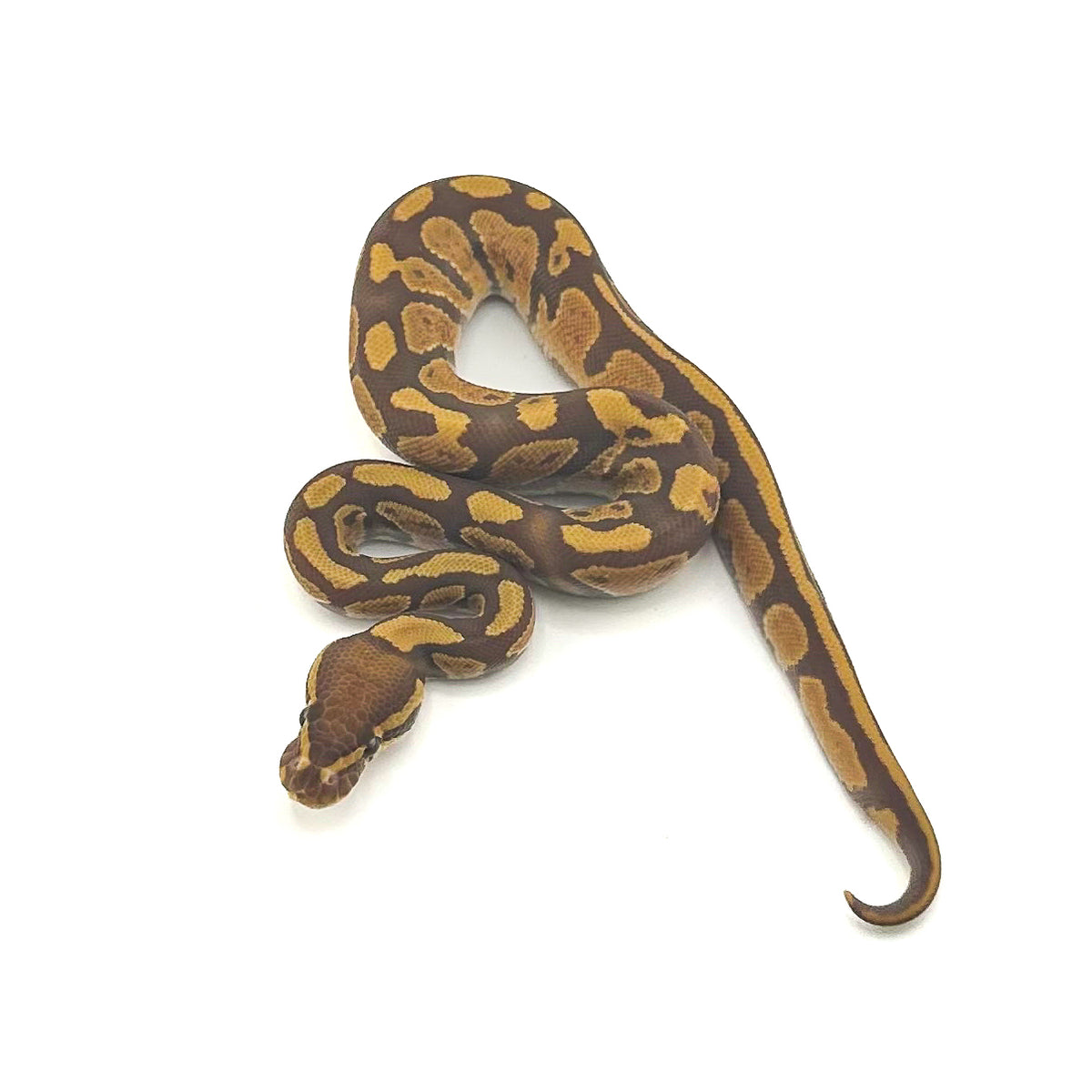 Ultramel het Pied ph Hypo