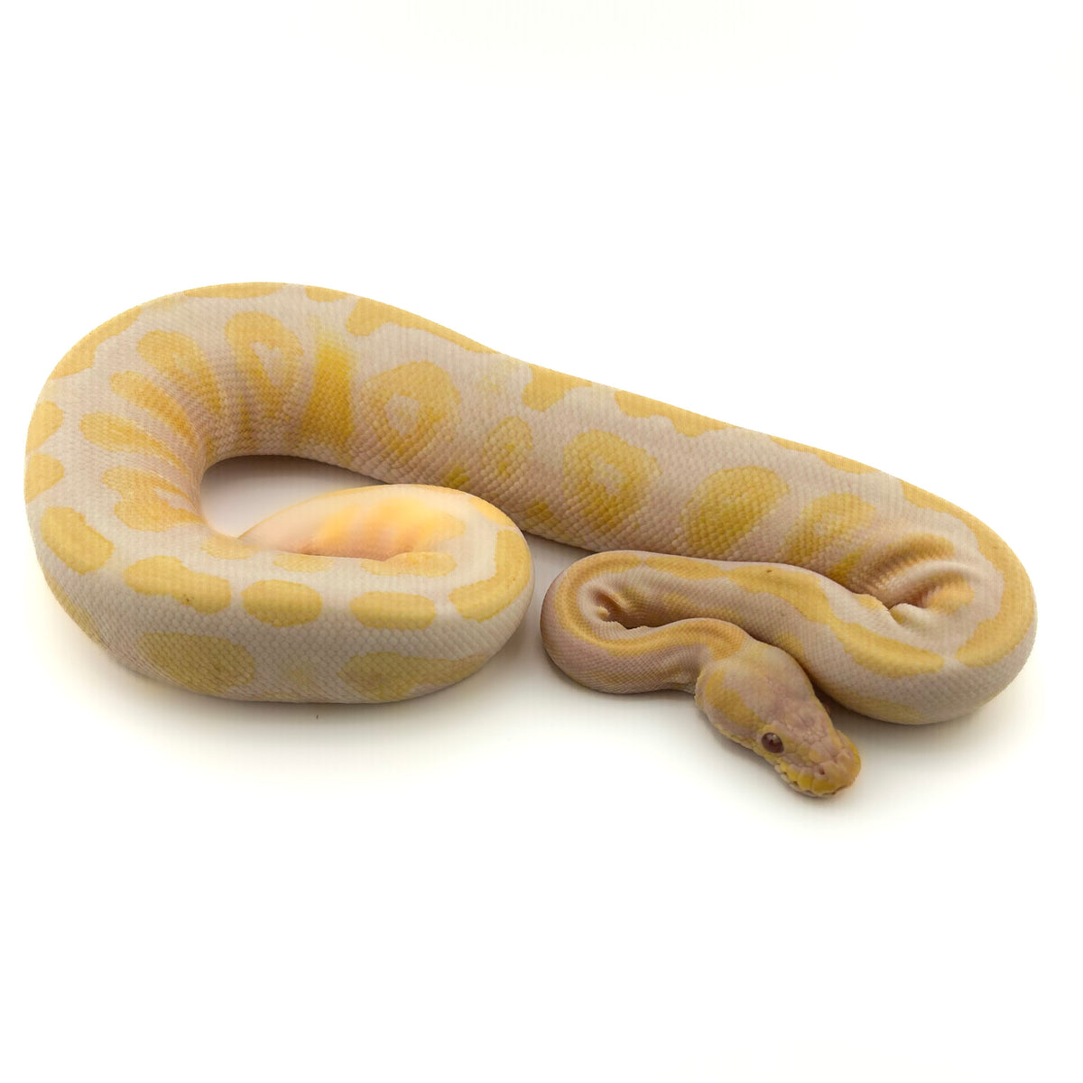 Lavender het Axanthic