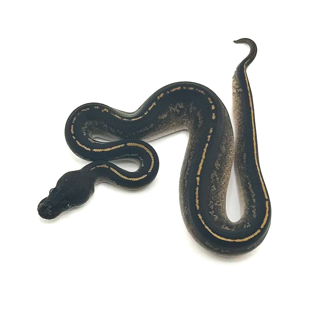 Blackhead Mahogany Mystic DH Hypo Pied ph Ultramel