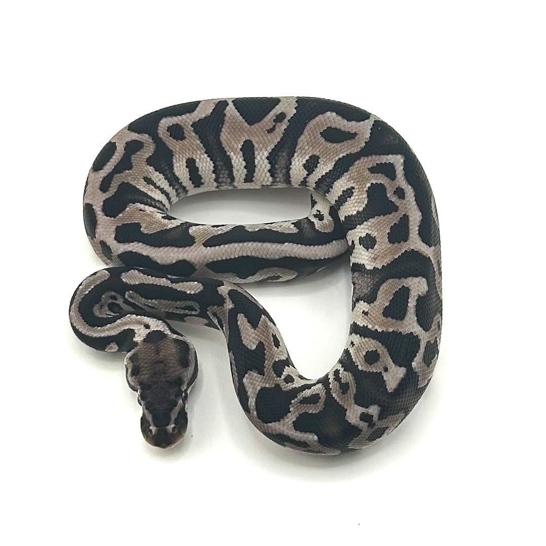 Axanthic Leopard het Desert Ghost ph Cryptic Clown GStripe