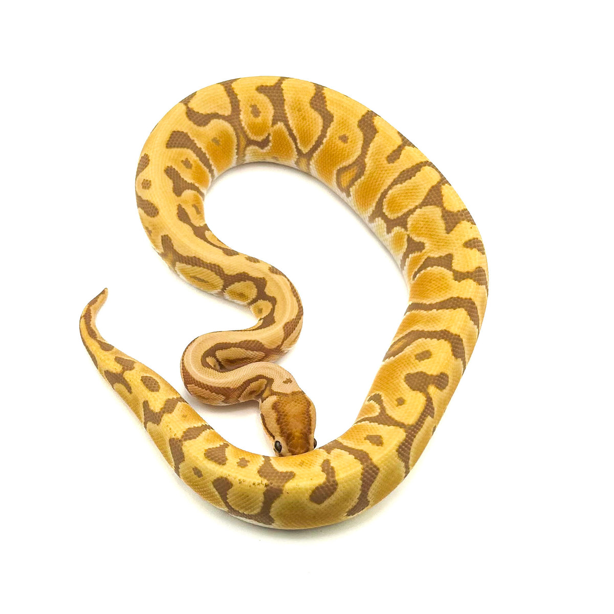 Ultramel Specter Hidden Gene Woma