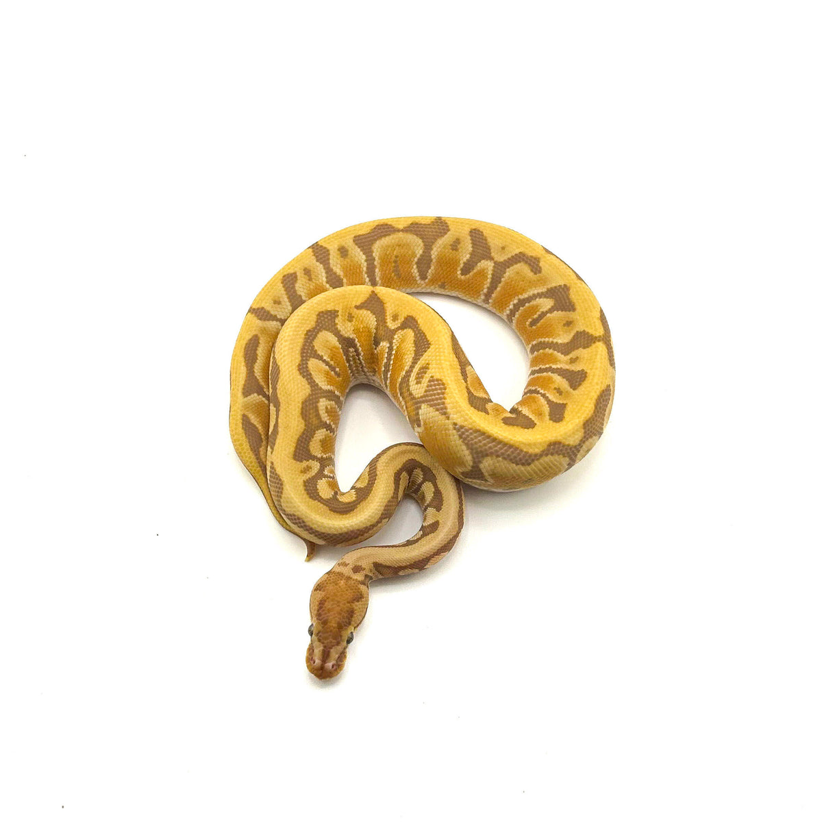 Ultramel Specter Hidden Gene Woma