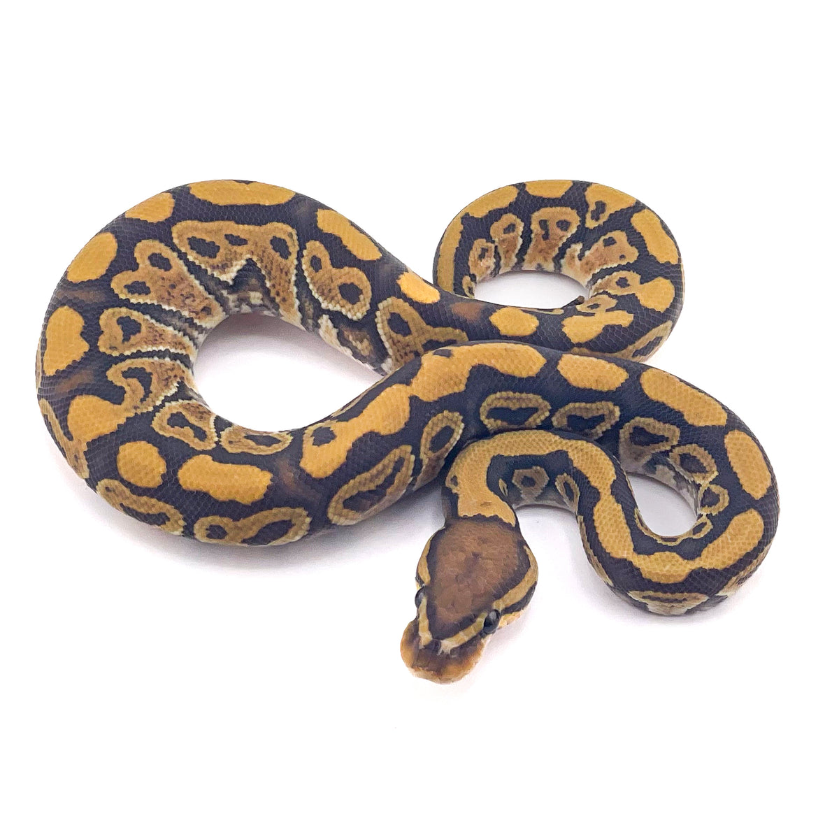 Hypo ph Ultramel Puzzle Clown