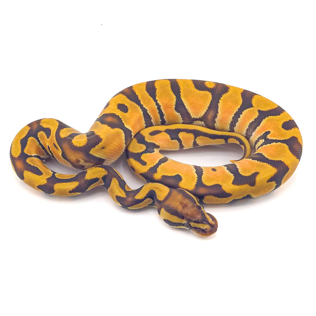 Orange Dream Enchi Hypo